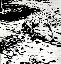 dog illusion spot the dog illusion
