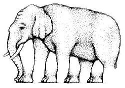 elephant illusion elephant legs
